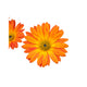 African Orange Flower
