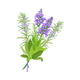 Clary Sage