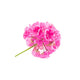 Geranium