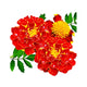Marigold