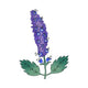 Patchouli