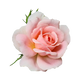 Turkish Rose