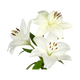 White Flowers