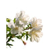 White Musk